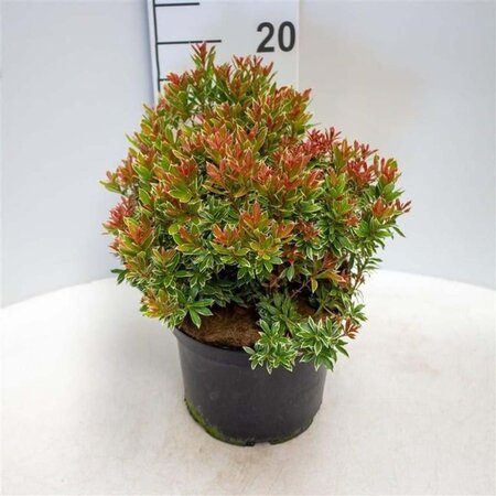 Pieris jap. 'Little Heath' 30-40 cm cont. 5,0L - afbeelding 2