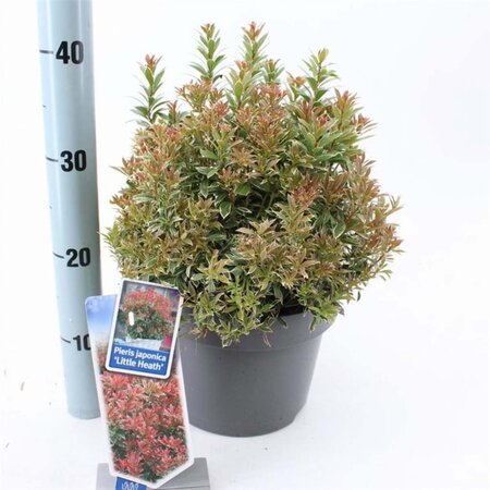 Pieris jap. 'Little Heath' 30-40 cm cont. 5,0L - afbeelding 3