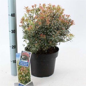 Pieris jap. 'Little Heath' 30-40 cm cont. 5,0L - afbeelding 4