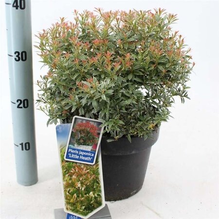 Pieris jap. 'Little Heath' 30-40 cm cont. 5,0L - afbeelding 5