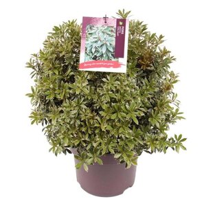 Pieris jap. 'Little Heath' 30-40 cm cont. 5,0L - afbeelding 5