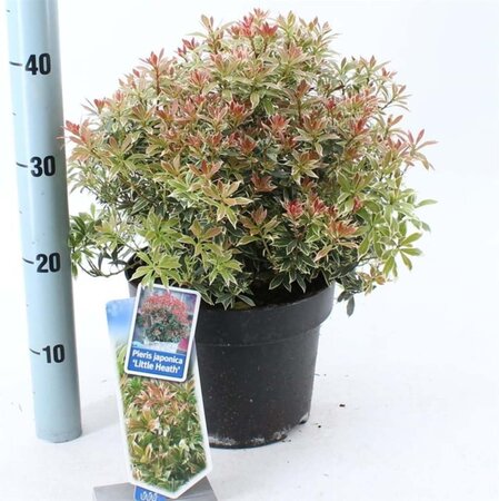 Pieris jap. 'Little Heath' 30-40 cm cont. 5,0L - afbeelding 6