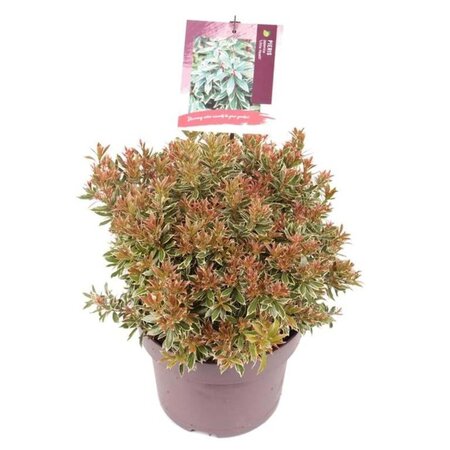 Pieris jap. 'Little Heath' 30-40 cm cont. 5,0L - afbeelding 1