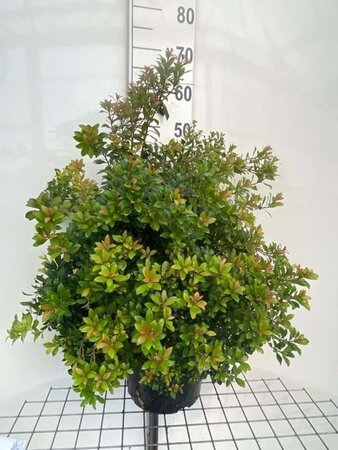 Pieris jap. 'Little Heath Green' geen maat specificatie cont. 7,5L