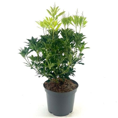 Pieris jap. 'Passion' 25-30 cm cont. 3,0L - afbeelding 2