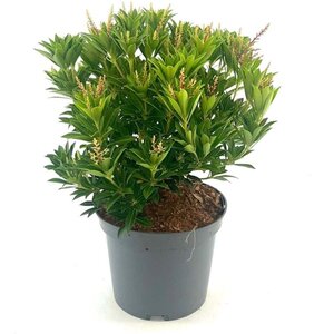 Pieris jap. 'Prelude' 25-30 cm cont. 3,0L - afbeelding 2