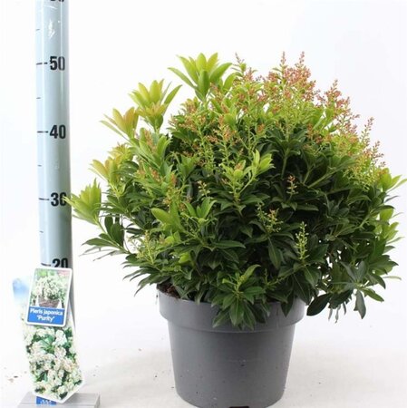 Pieris jap. 'Purity' 30-40 cm cont. 5,0L - afbeelding 2