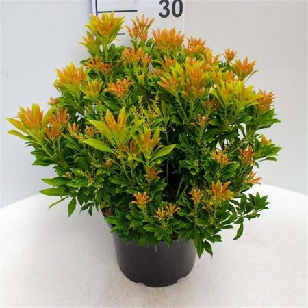 Pieris jap. 'Purity' 30-40 cm cont. 5,0L - afbeelding 1