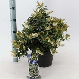 Pieris jap. 'Purity' 30-40 cm cont. 5,0L - afbeelding 3