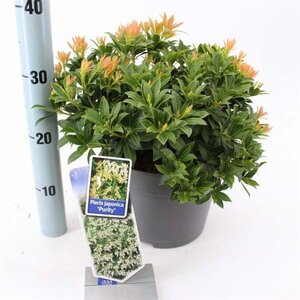 Pieris jap. 'Purity' 30-40 cm cont. 5,0L - afbeelding 4