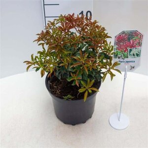 Pieris jap. 'Red Mill' 25-30 cm cont. 3,0L - afbeelding 4