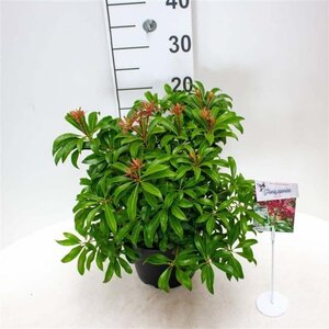 Pieris jap. 'Red Mill' 25-30 cm cont. 3,0L - afbeelding 5