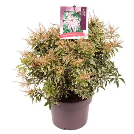 Pieris jap. 'Variegata' 30-40 cm cont. 5,0L