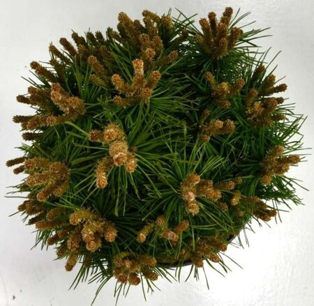 Pinus mugo 'Benjamin' 20-25 cm cont. 5,0L - afbeelding 2