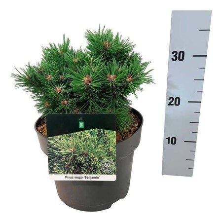 Pinus mugo 'Benjamin' 20-25 cm cont. 5,0L - afbeelding 5