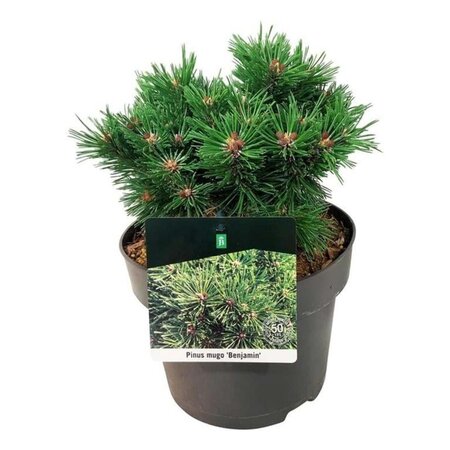 Pinus mugo 'Benjamin' 20-25 cm cont. 5,0L - afbeelding 7