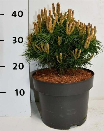 Pinus mugo 'Benjamin' 20-25 cm cont. 5,0L - afbeelding 3