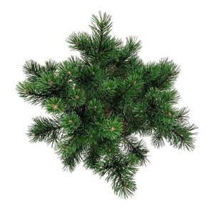 Pinus mugo 'Gnom' 30-40 cm cont. 7,5L - afbeelding 2