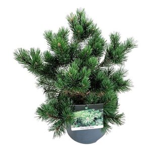 Pinus mugo 'Gnom' 30-40 cm cont. 7,5L - afbeelding 3