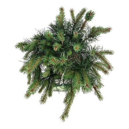 Pinus mugo 'Gnom' 50-60 cm cont. 15L - afbeelding 2