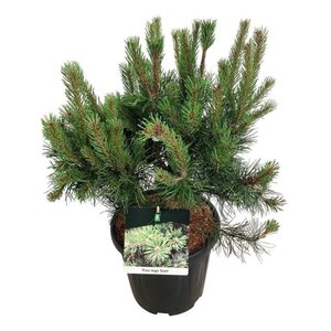 Pinus mugo 'Gnom' 50-60 cm cont. 15L - afbeelding 3