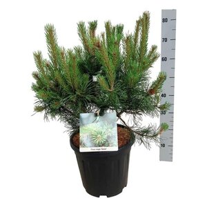 Pinus mugo 'Gnom' 50-60 cm cont. 15L - afbeelding 4