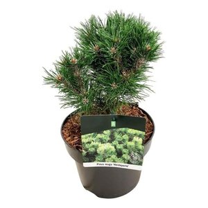 Pinus mugo 'Heideperle' 20-25 cm cont. 5,0L - afbeelding 1