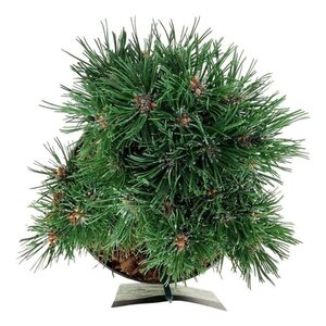 Pinus mugo 'Heideperle' 20-25 cm cont. 5,0L - afbeelding 2