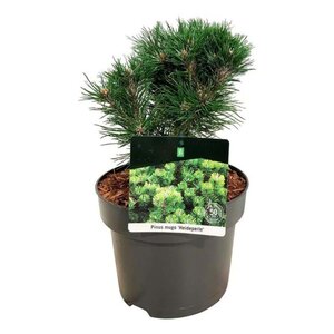 Pinus mugo 'Heideperle' 20-25 cm cont. 5,0L - afbeelding 3