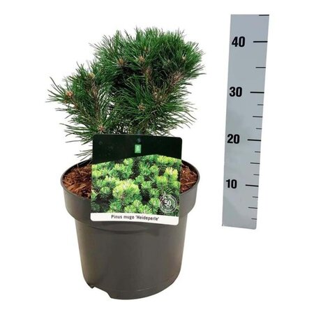 Pinus mugo 'Heideperle' 20-25 cm cont. 5,0L - afbeelding 4