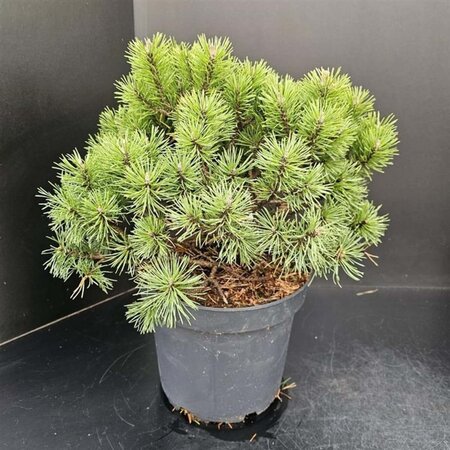 Pinus mugo 'Mops' 30-40 cm cont. 7,5L - afbeelding 2