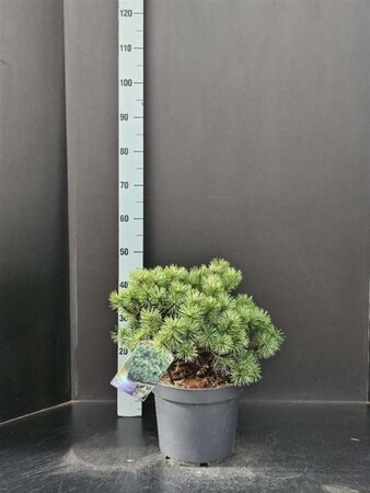 Pinus mugo 'Mops' 30-40 cm cont. 7,5L - afbeelding 3