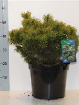 Pinus mugo 'Mops' 30-40 cm cont. 7,5L