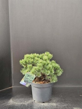 Pinus mugo 'Mops' 30-40 cm cont. 7,5L - afbeelding 4