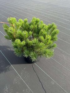 Pinus mugo mughus 40-50 cm cont. 10L - afbeelding 2