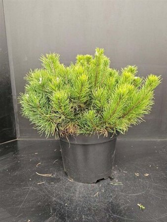 Pinus mugo mughus 40-50 cm cont. 10L - afbeelding 4