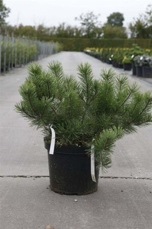 Pinus mugo mughus 40-50 cm cont. 10L - afbeelding 1