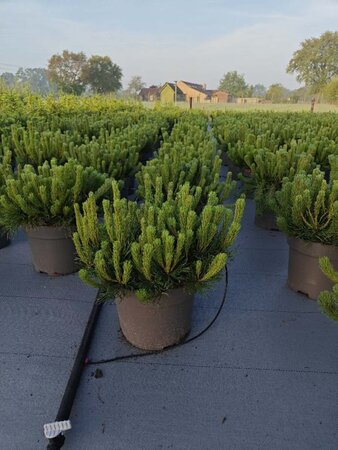 Pinus mugo mughus 40-50 cm cont. 10L - afbeelding 4