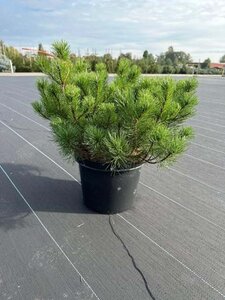 Pinus mugo mughus 40-50 cm cont. 10L - afbeelding 3