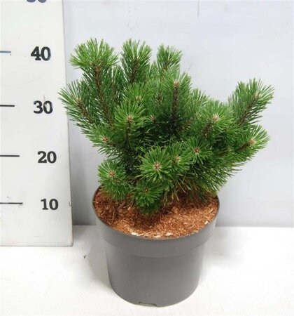 Pinus mugo 'Mumpitz' 30-35 cm cont. 5,0L - afbeelding 1