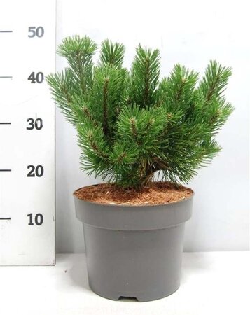 Pinus mugo 'Mumpitz' 30-35 cm cont. 5,0L - afbeelding 2