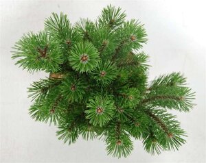 Pinus mugo 'Mumpitz' 30-35 cm cont. 5,0L - afbeelding 3