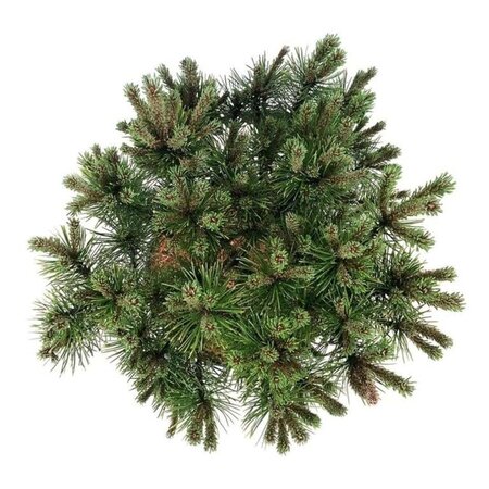 Pinus mugo 'Ophir' 30-40 cm cont. 7,5L - afbeelding 1