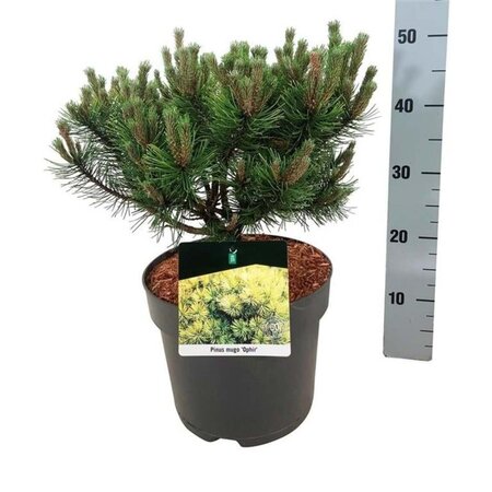 Pinus mugo 'Ophir' 30-40 cm cont. 7,5L - afbeelding 2