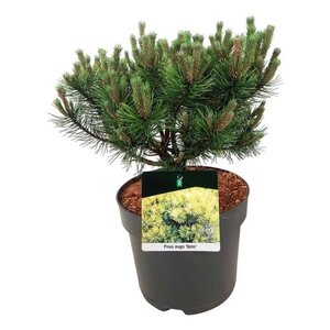 Pinus mugo 'Ophir' 30-40 cm cont. 7,5L - afbeelding 3