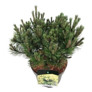 Pinus mugo 'Ophir' 30-40 cm cont. 7,5L - afbeelding 4