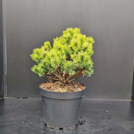 Pinus mugo 'Ophir' 30-40 cm cont. 7,5L - afbeelding 1