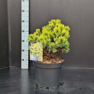 Pinus mugo 'Ophir' 30-40 cm cont. 7,5L - afbeelding 2