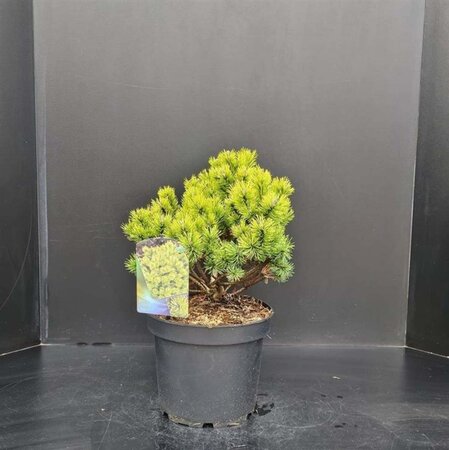 Pinus mugo 'Ophir' 30-40 cm cont. 7,5L - afbeelding 3