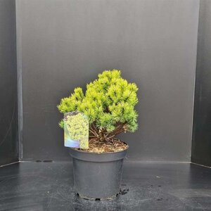 Pinus mugo 'Ophir' 30-40 cm cont. 7,5L - afbeelding 3